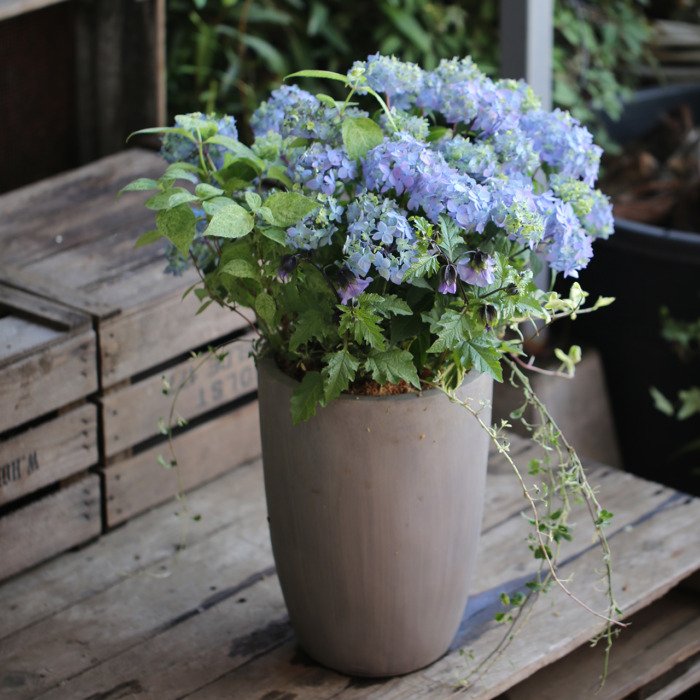 1点もの】山紫陽花“満天星“と“九重山“ブリコラージュ鉢（東京発送